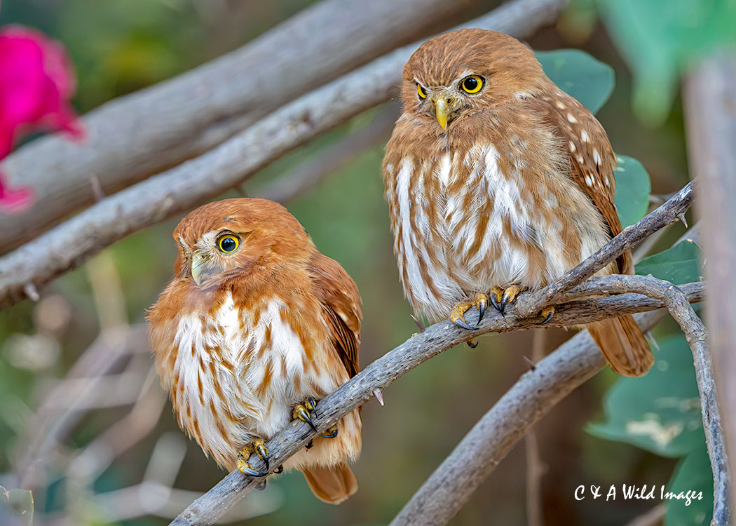 Pair of Ferruginous Pygmy Owls
