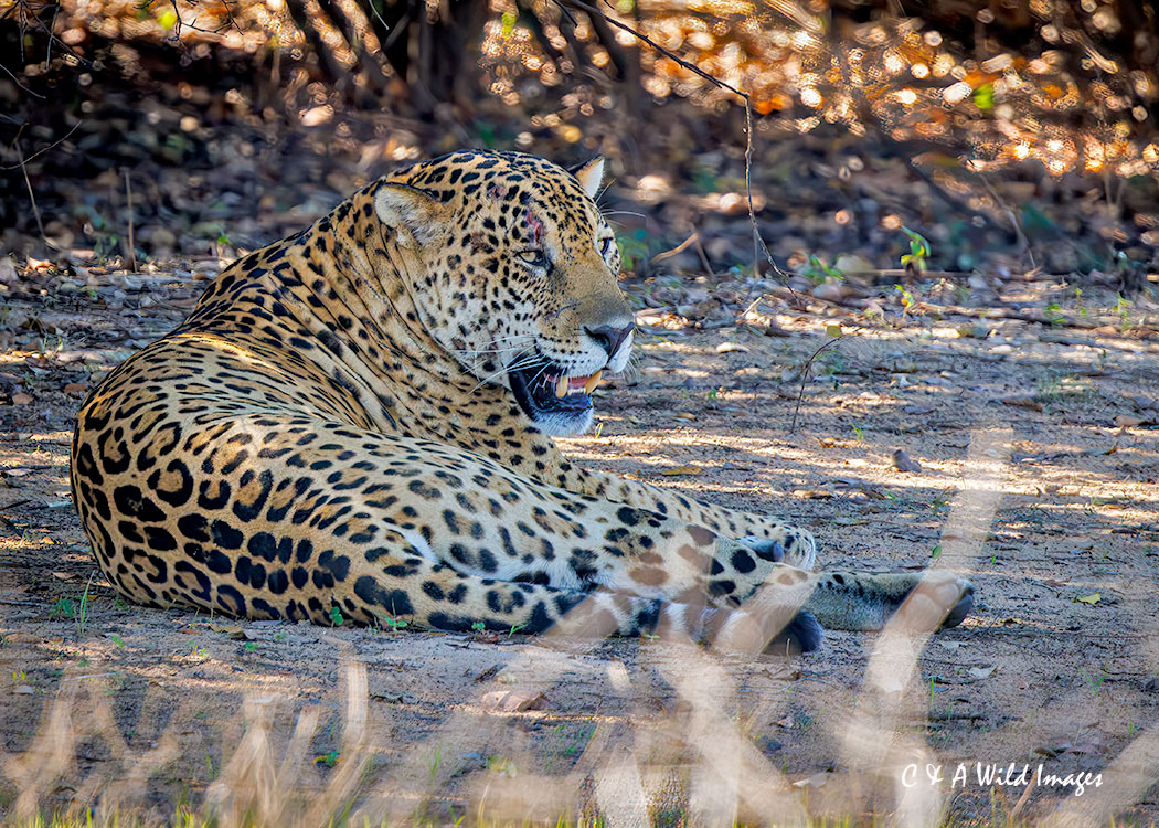 Male Jaguar walking along the banks of the Rio Negro Pantanal