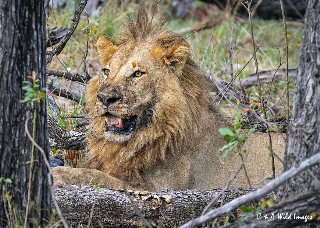 Young male Lion at kill site