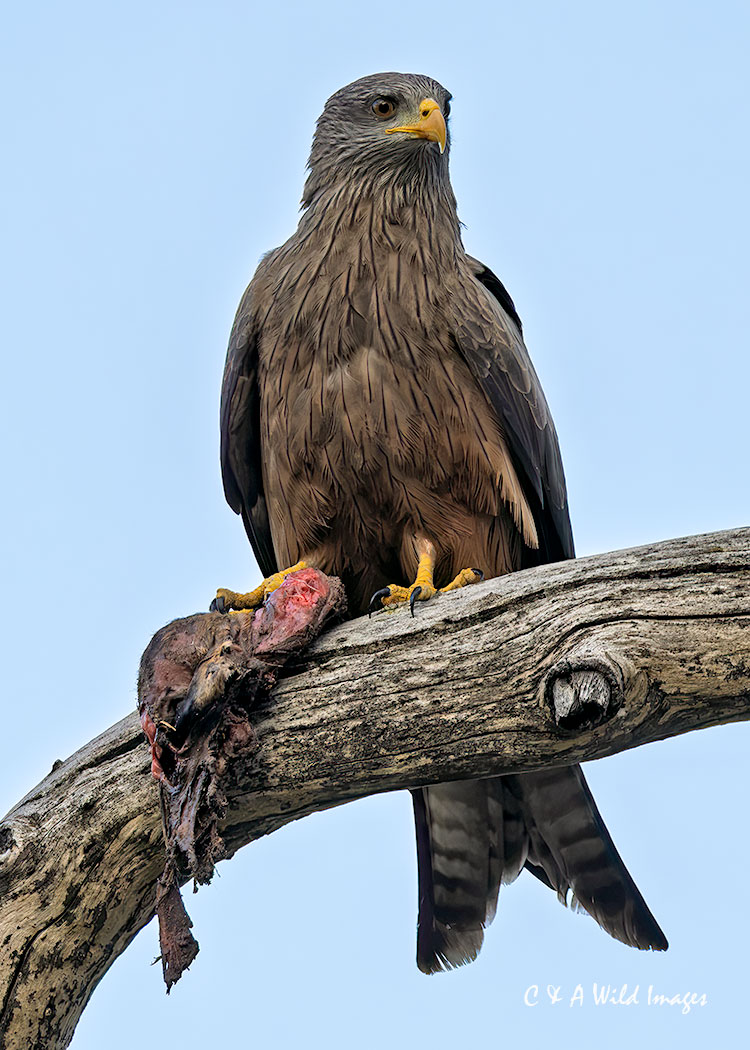 Yellow-billed-Kite with prey taken in the Moremi Game Reserve