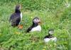 Puffins protecting their burrows on Lunga