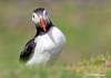 Atlantic Puffin portrait on Lunga Island