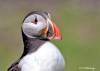 Portrait of a Puffin