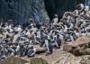 Guillemots gathering on the rocky outcrop