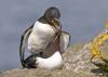 Pair of Razorbills mating