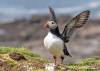 Puffin stretching its wings on Lunga