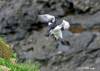 Razorbill coming into land