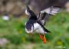 Puffin on Lunga in flight